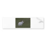 White Point Bunny Bumper Sticker