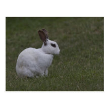 White Point Bunny Post Cards