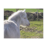 White Pony Postcard