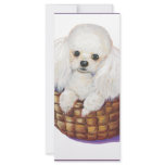 White Poodle in Basket Art Print Rack Card rack cards