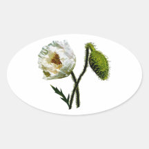 White Poppy Oval Sticker