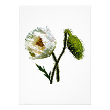 White Poppy Personalized Invites