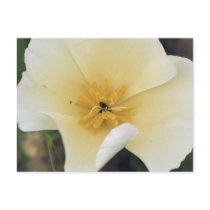 White Poppy Postcard