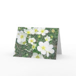 White potentilla blossoms note card
