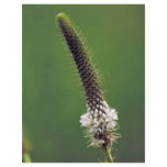 White Prairie Clover flyers