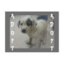 White Pup Postcard