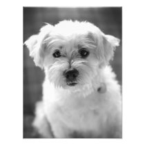 White Puppy Dog - Good Morning! Photo Art