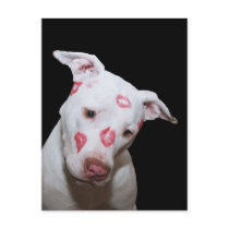 White Puppy Dog Love, Sealed with Lipstick Kisses