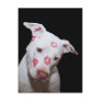 White Puppy Dog Love, Sealed with Lipstick Kisses