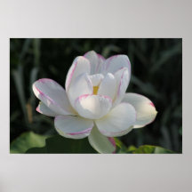 white & purple flower posters