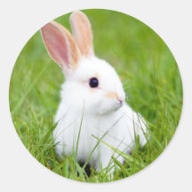 White Rabbit Round Sticker