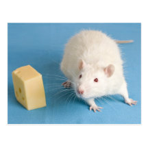 White rat with cheese postcard