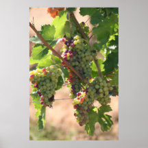 White & Red Grapes Posters