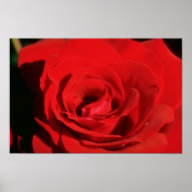 White Red velvet flowers Print