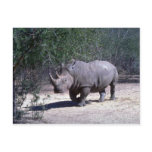 White Rhino Postcards