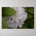 White Rhododendron in Bloom 2 Posters