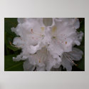 White Rhododendron in Bloom posters