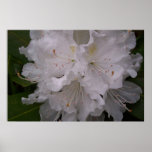 White Rhododendron in Bloom posters