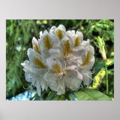 White Rhododendron Print by vilhei