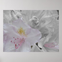White Rhododendron Poster