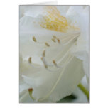 White Rhododendron | Weisse Rhododendron cards