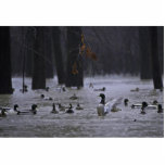 White River National Wildlife Refuge, Arkansas photo sculptures