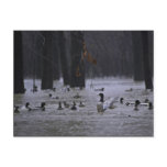 White River National Wildlife Refuge, Arkansas postcards