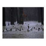 White River National Wildlife Refuge, Arkansas Postcards
