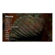 White rock shell (Thais orbita) Shell Business Card Templates