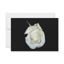 White Rose #1