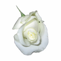 White Rose #1