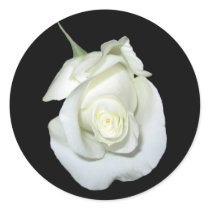 White Rose #1