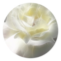 White Rose 2 Macro Angelic