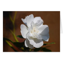 White Rose and meaning Cards