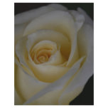 White Rose and meaning flyers
