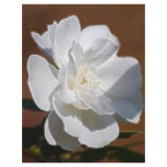White Rose and meaning flyers