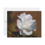 White Rose and meaning invitations