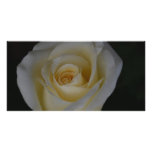 White Rose and meaning photo cards