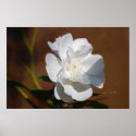 White Rose and meaning posters