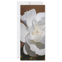 White Rose and meaning Rack Card Template