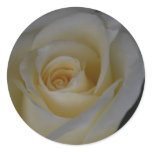White Rose and meaning Sticker