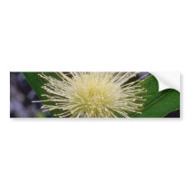 white Rose apple (Eugenia jambos) flowers Bumper Sticker