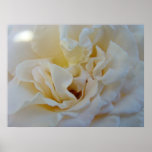 White Rose art prints Healing Touch Nursing Nurse