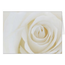 White Rose Blank Card