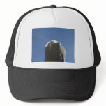 White rose bud backlit against blue sky trucker hat