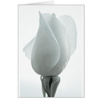 White rose bud ... card