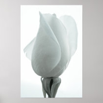 White rose bud ... poster posters