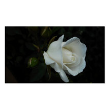 white rose business cards