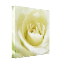 White Rose  Canvas Print