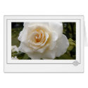 White Rose cards